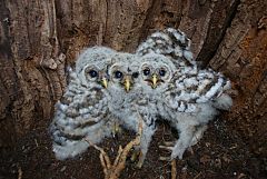 Barred Owl